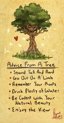 advice from a tree