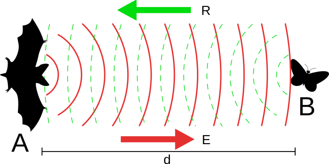 2000px-Chiroptera_echolocation.svg