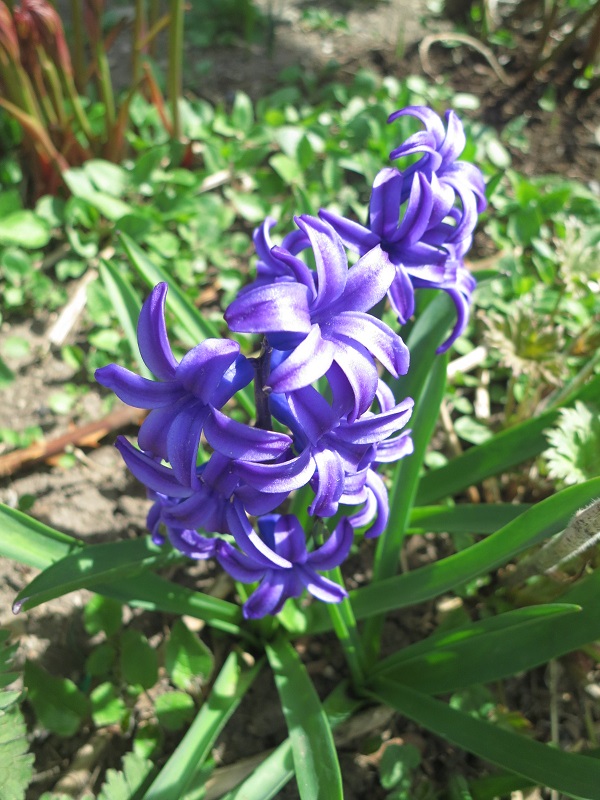 Hyacinths