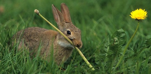 Rabbit-feeding-on-dandelion