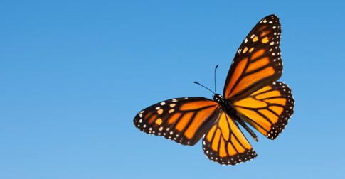 Journey to Mexico's butterfly sanctuaries and stand among hundreds of millions of monarchs as they complete their remarkable migration.